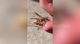 Thirsty wasp drinks droplets from man's finger in Colorado
