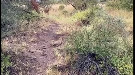 Leopard leaps into air to catch unsuspecting impala mid jump