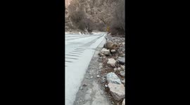 Wild fox naturally engages with people and gets fed by visitors in China
