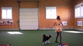 Dog and trainer compete in a dog dancing competition