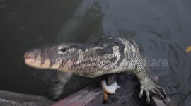 Visitors can feed bread to wild monitor lizards at this public park in Thailand