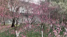 Plum Blossoms At A Park in Suqian, China