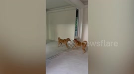 Jumpy pet dog angrily barks at reflection in mirror