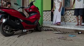 Python removed from resident's home in Indonesia after it ate chickens
