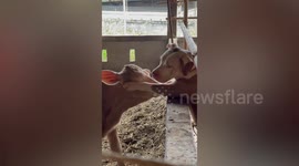 Friendly pet dog tenderly greets baby cow after meeting for first time