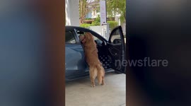Adorable Golden Retriever hugs owner when he returns from from work