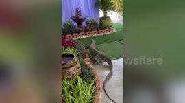 Brave students help chase monitor lizard that casually entered office at school