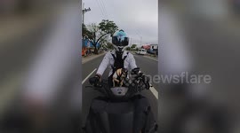 Super cool pet Pug wears mini-helmet and eyeglasses while riding motorcycle with owner
