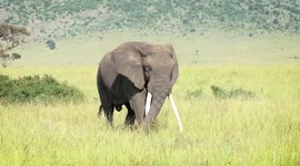 Elephant Attacks American Tourist While On Safari in Kenya.