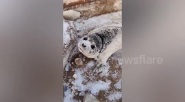 Man discovers rare spotted seal in the wild in northern China