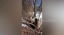 'Do you feel cold?' Man finds wild panda sheltering in bushes on snowy day in China