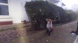 Meet the couple who love to feed foxes who visit them and have even affectionately named them
