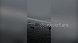 Incredible underwater footage captures ‘orchestra’ of orcas singing together in Antarctic Ocean