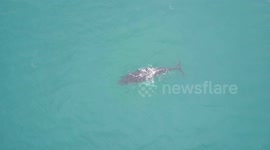 Humpback whale seen off the coast of St Ives for the second time in a fortnight