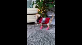 Stylish Chihuahua wears shoes for first time and shows off his HILARIOUS walk