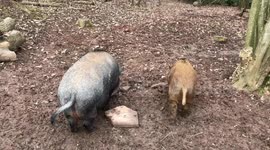 Villagers save 5-month-old orphaned piglet which made daring escape when her family were shot by hunters after being mistaken for wild boar