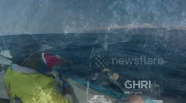 Researchers capture POV footage of the WORLD'S FASTEST fish hunting for the first time ever