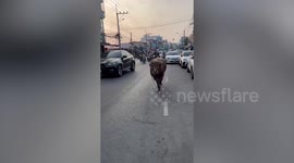 Escaped buffalo leads officer on frantic chase around city