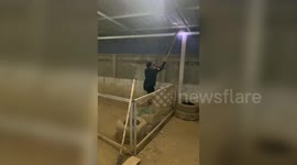 Massive 15ft long python caught in family's duck coop
