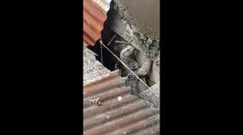 Monitor Lizard is living beside our house creeping and looking scary