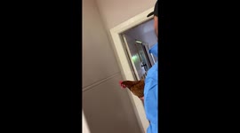 Aussie homeowner uses pet chicken to get rid of spider
