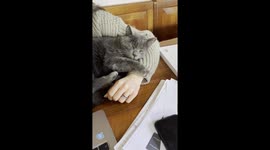 Cute cat wants cuddles at all cost moving his owner's arm back to him