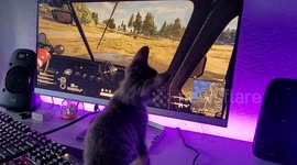 cute kitty watching game on computer screen in Sambalpur India .CAT VEDIO