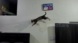 Funny pet cat Jumping in Slow Motion . jump cat in slow motion in India