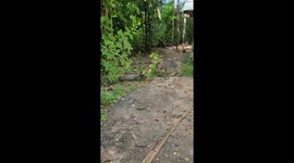 Two kittens play fighting on home garden in India . Cute Kittens play fighting