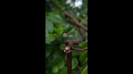 dragonfly sitting on part of trees in India . beautiful green background