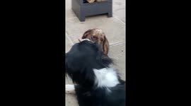 Adorable sausage dog gets some loving kisses from doggy boyfriend
