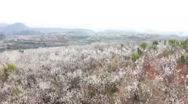 Tourists Enjoy Cherry Blossoms in Qianxinan, China