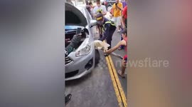 Massive hiding python rescued from underneath car