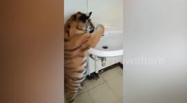 Is this baby tiger too scared of wasting water?