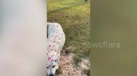 Children cover adorable dog with heart stickers