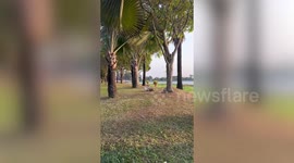 Puppy-sized rabbit plays tag with chihuahua in park
