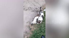 Heroic driver rescues two puppies that are drowning in canal in Thailand