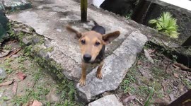 Two puppies were found abandoned in the forest in the Padang Cement Factory