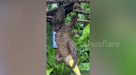 Hungry sloth hangs upside down while nibbling on sweetcorn