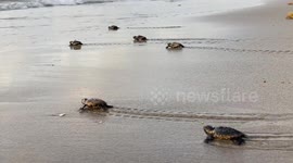 Delray Beach, US, claims title for First Sea Turtle Nest of 2023