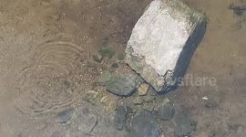 Beautiful small fish underwater in river in India . underwater river fish