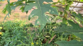 Honey Bee Flying in Super Slow motion in India . Slow Motion Video