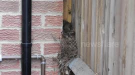 Robins nesting in the UK, February 2023. 12 minutes of action footage of robins preparing their nest.