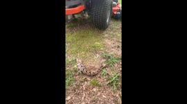 American man gets attacked by rattlesnake he cut into pieces while mowing his lawn