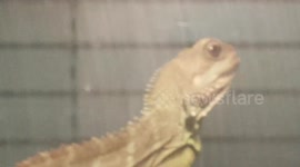 Dragon Reptile Lizard animal which was green and had a long tail