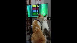 Meet Sanju and Kunju: The Playful Kittens Who Love Watching Cartoons!