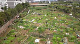 The Vacant Land Cultivated As Private Vegetable Plantation In Nanning, China