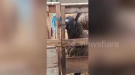 Hilarious video shows a cheeky sheep using its head to unlock a gate to let her pals roam free