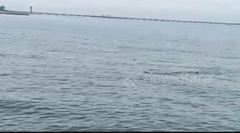 A herd of whale sharks 5 meters appears on a bathing tour at Mayangan Beach, Probolinggo City