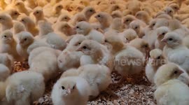 These newborn chicks are just too cute